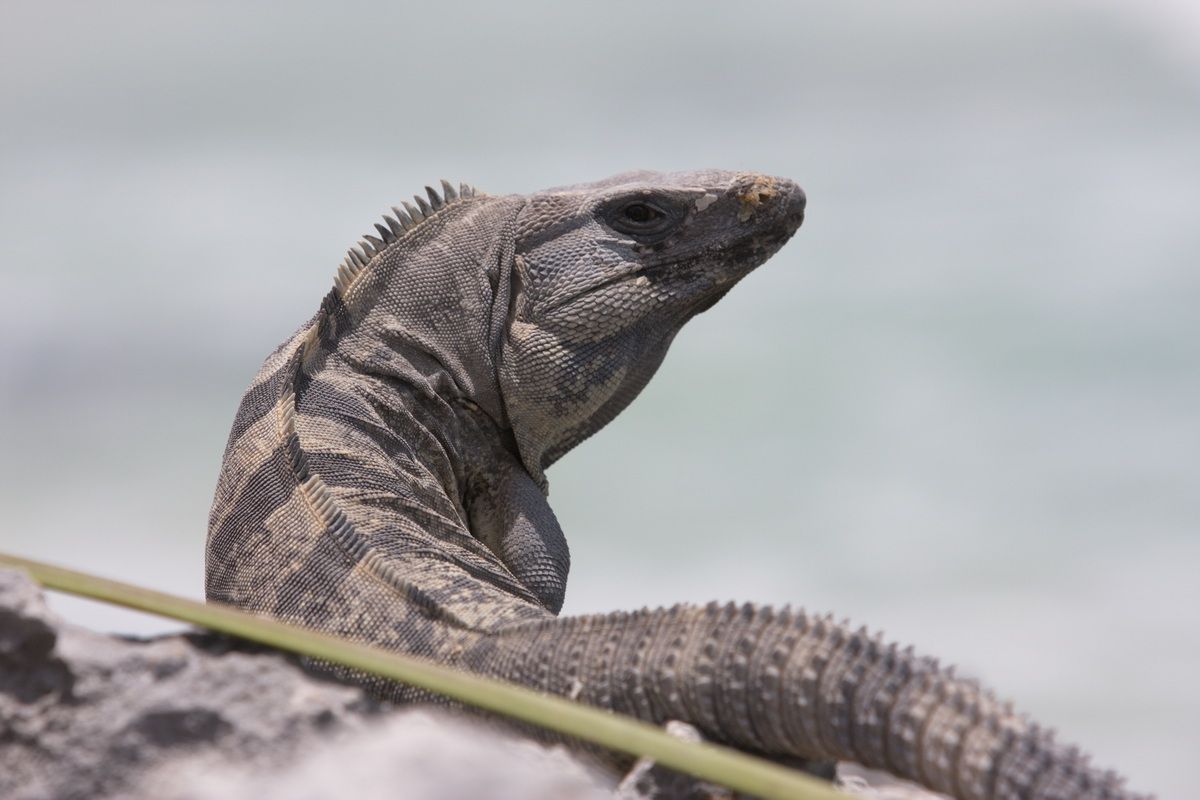 Mexico, Yucatan, Belize, Echse, Saurier, Natur, Tierwelt