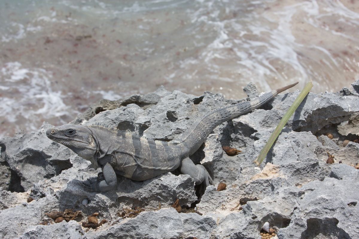 Mexico, Yucatan, Belize, Echse, Saurier, Natur, Tierwelt