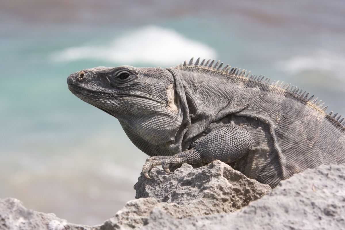 Mexico, Yucatan, Belize, Echse, Saurier, Natur, Tierwelt