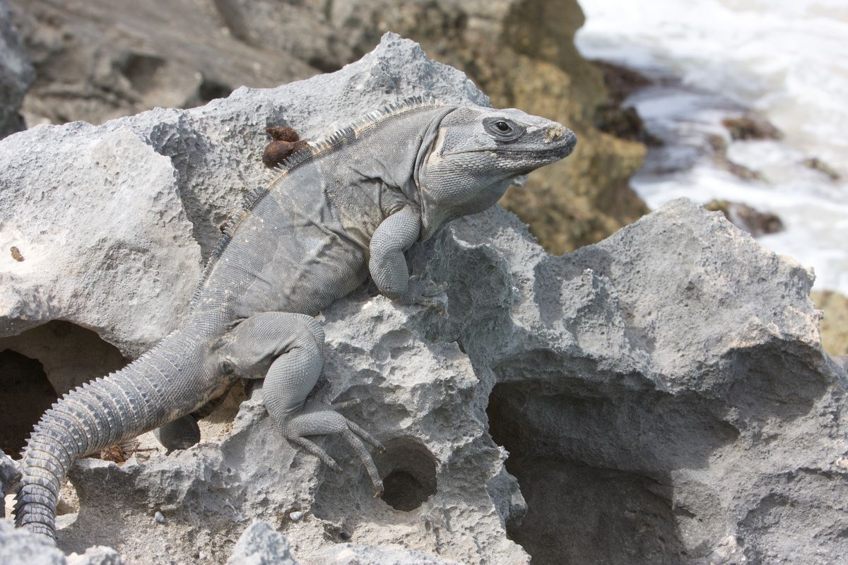 Mexico, Yucatan, Belize, Echse, Saurier, Natur, Tierwelt