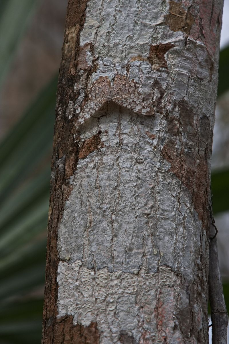 Mexico, Yucatan, Belize, Flora, Urwald, Falter