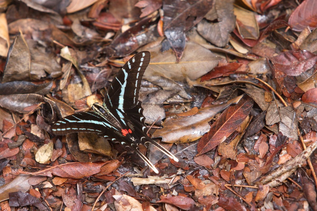Mexico, Yucatan, Belize, Flora, Urwald, Falter