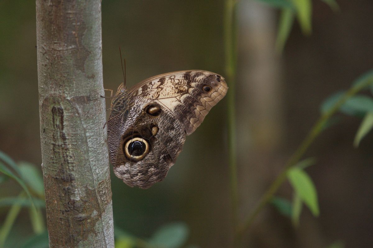 Mexico, Yucatan, Belize, Flora, Urwald, Falter