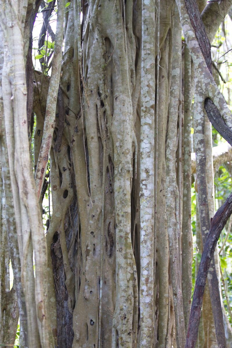 Mexico, Yucatan, Belize, Flora, Urwald