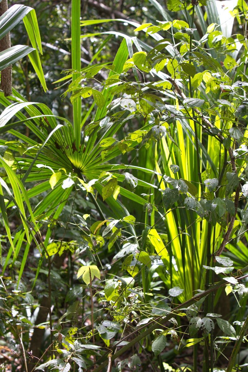 Mexico, Yucatan, Belize, Flora, Urwald