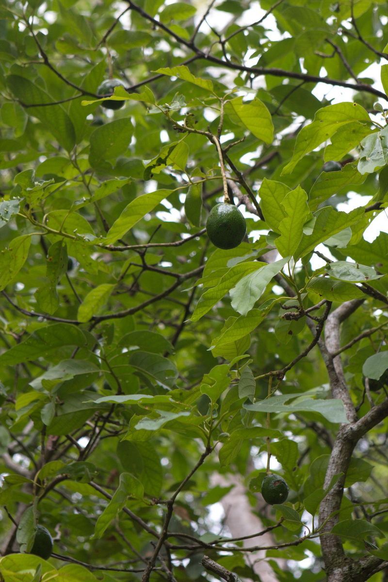 Mexico, Yucatan, Belize, Flora, Urwald, Avocadobaum