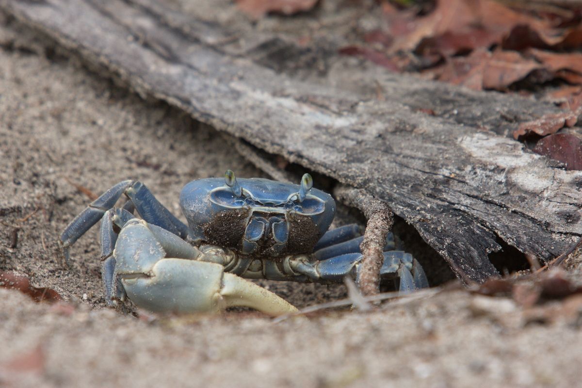 Mexico, Yucatan, Belize, Natur, Tierwelt, Crab, Krabbe