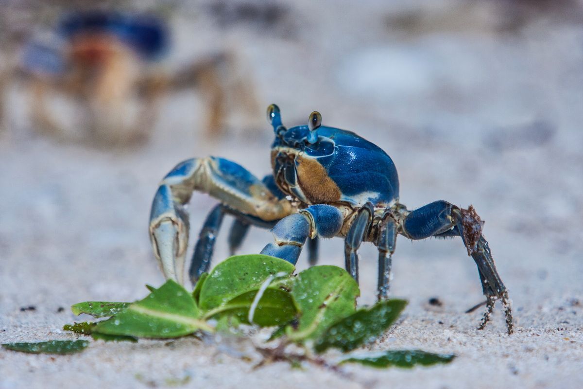 Mexico, Yucatan, Belize, Natur, Tierwelt, Crab, Krabbe