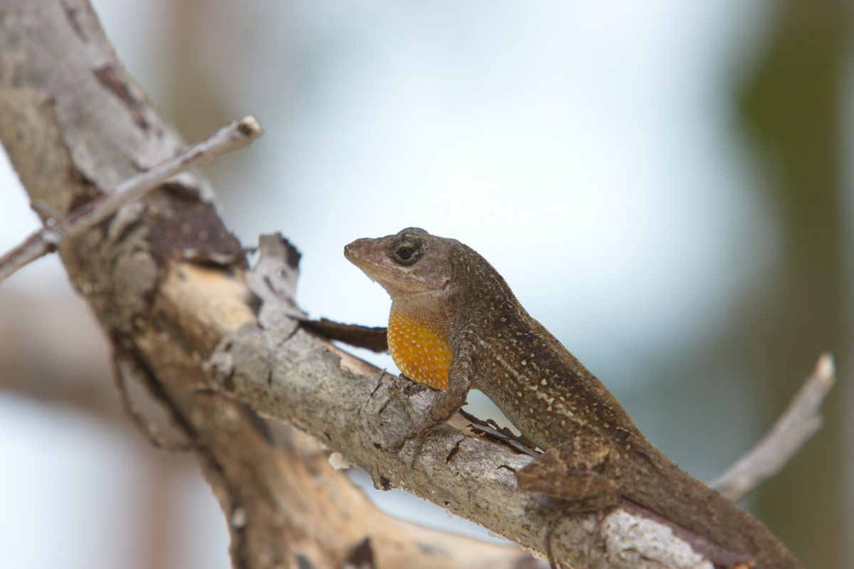 Mexico, Yucatan, Belize, Echse, Saurier, Natur, Tierwelt