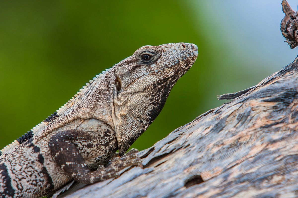 Mexico, Yucatan, Belize, Echse, Saurier, Natur, Tierwelt