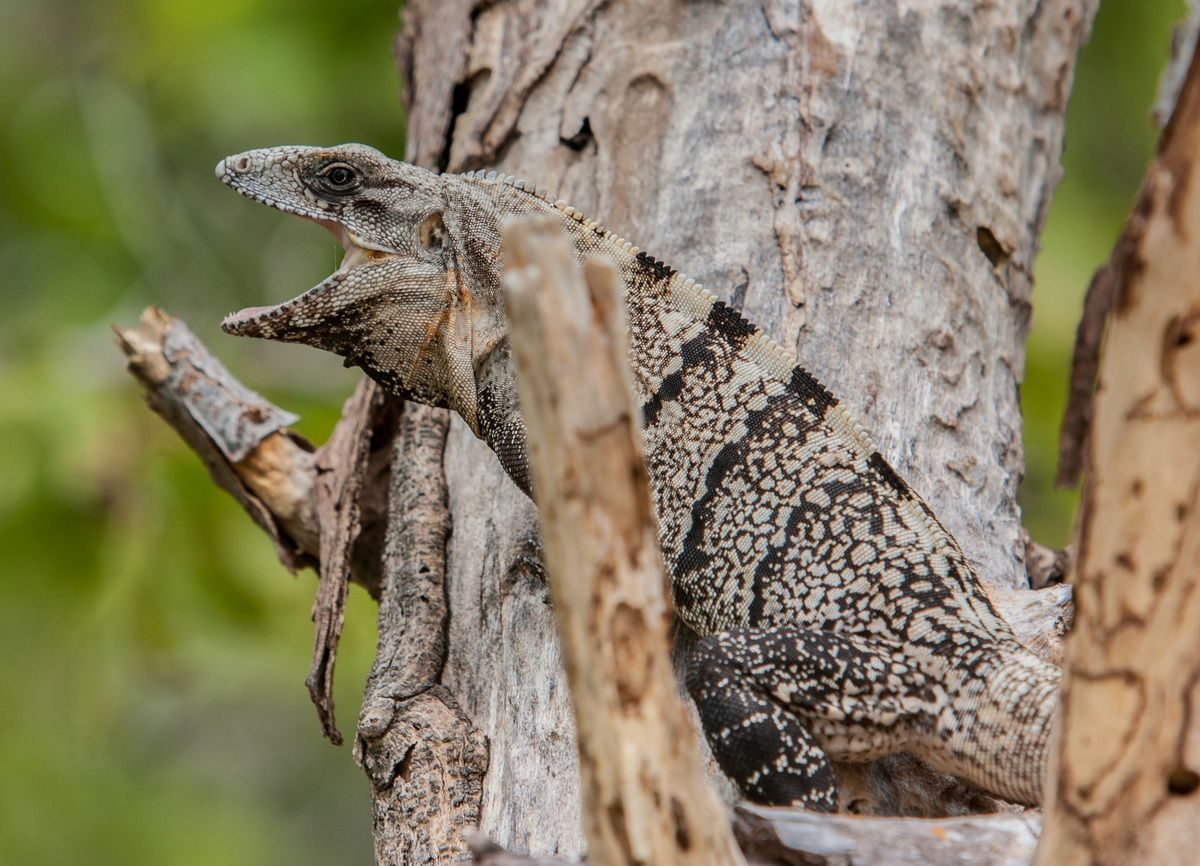 Mexico, Yucatan, Belize, Echse, Saurier, Natur, Tierwelt