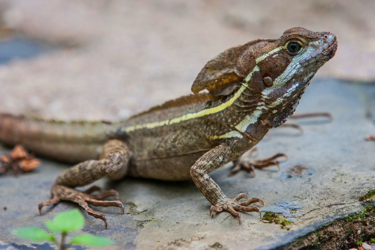 Mexico, Yucatan, Belize, Echse, Saurier, Natur, Tierwelt