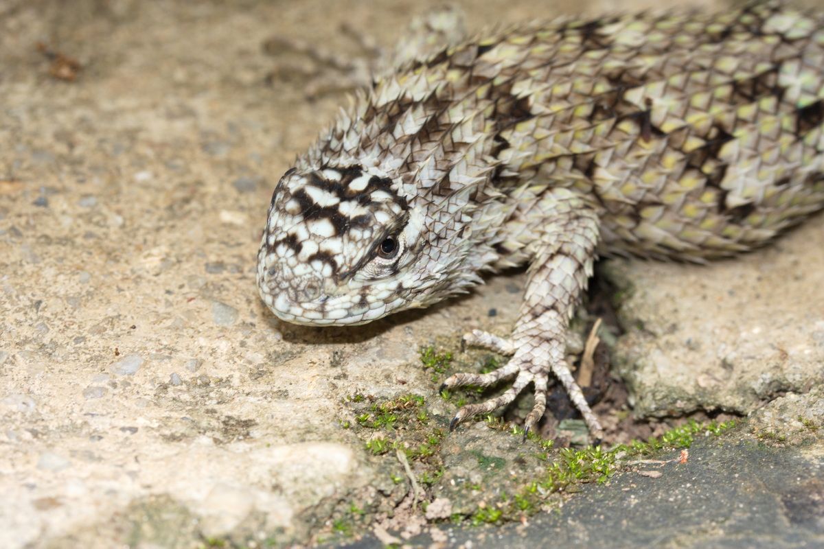 Mexico, Yucatan, Belize, Echse, Saurier, Natur, Tierwelt