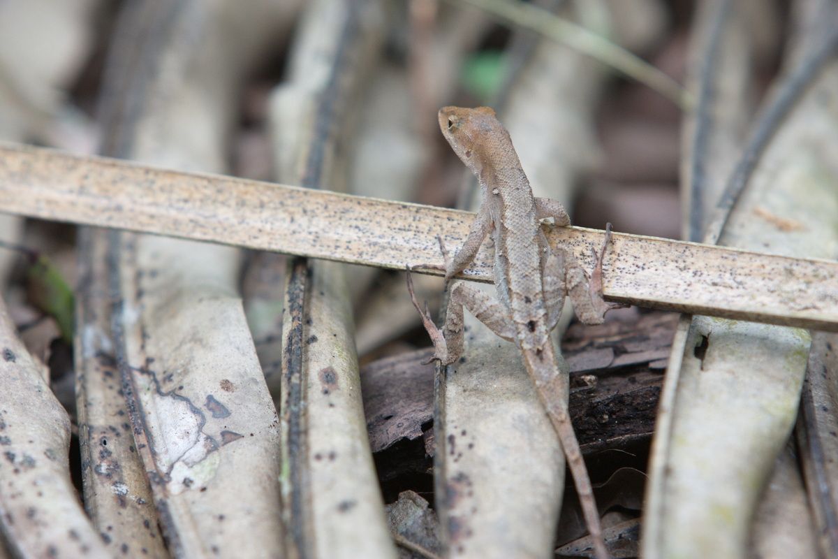 Mexico, Yucatan, Belize, Echse, Saurier, Natur, Tierwelt