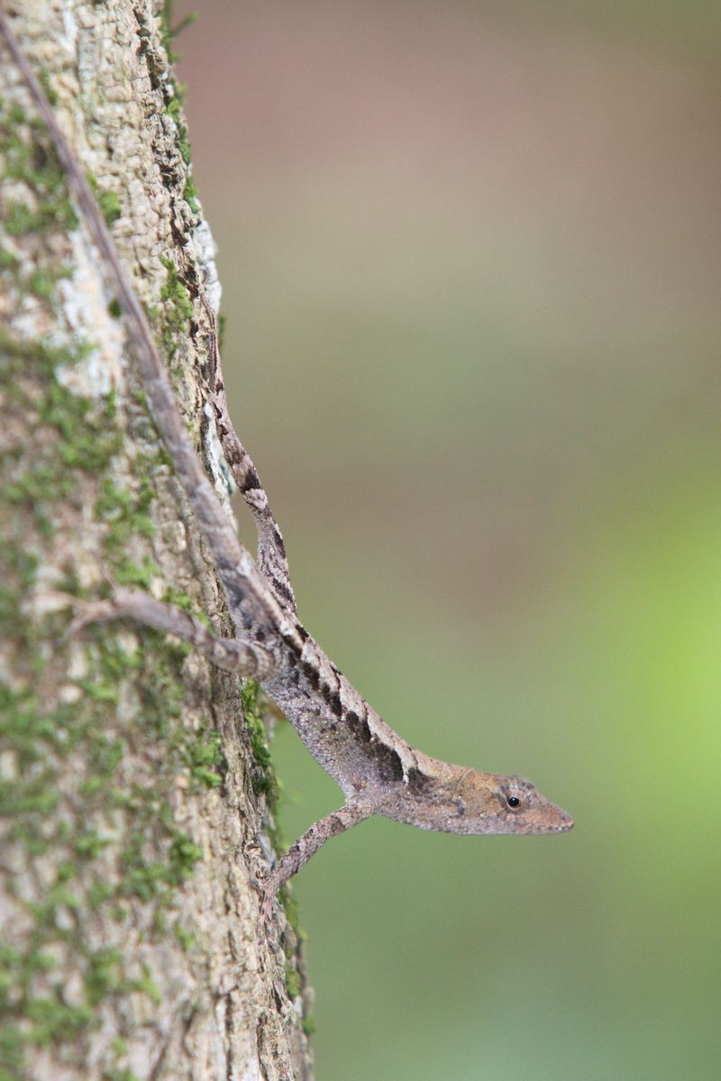 Mexico, Yucatan, Belize, Echse, Saurier, Natur, Tierwelt