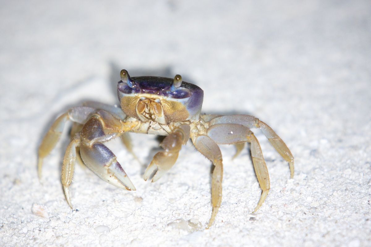 Mexico, Yucatan, Belize, Natur, Tierwelt, Crab, Krabbe