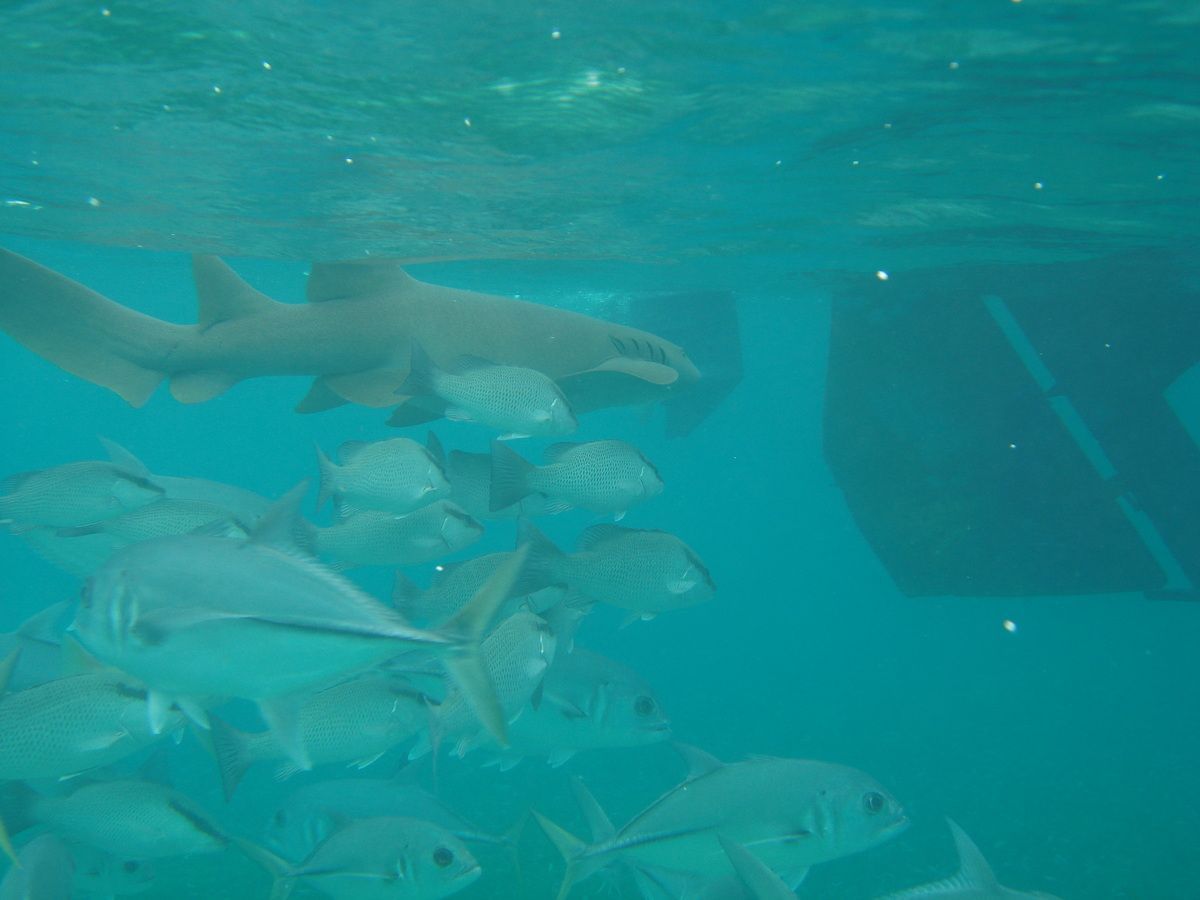 Mexico, Yucatan, Belize, Tauchen, Hai, Scubadiving, Shark