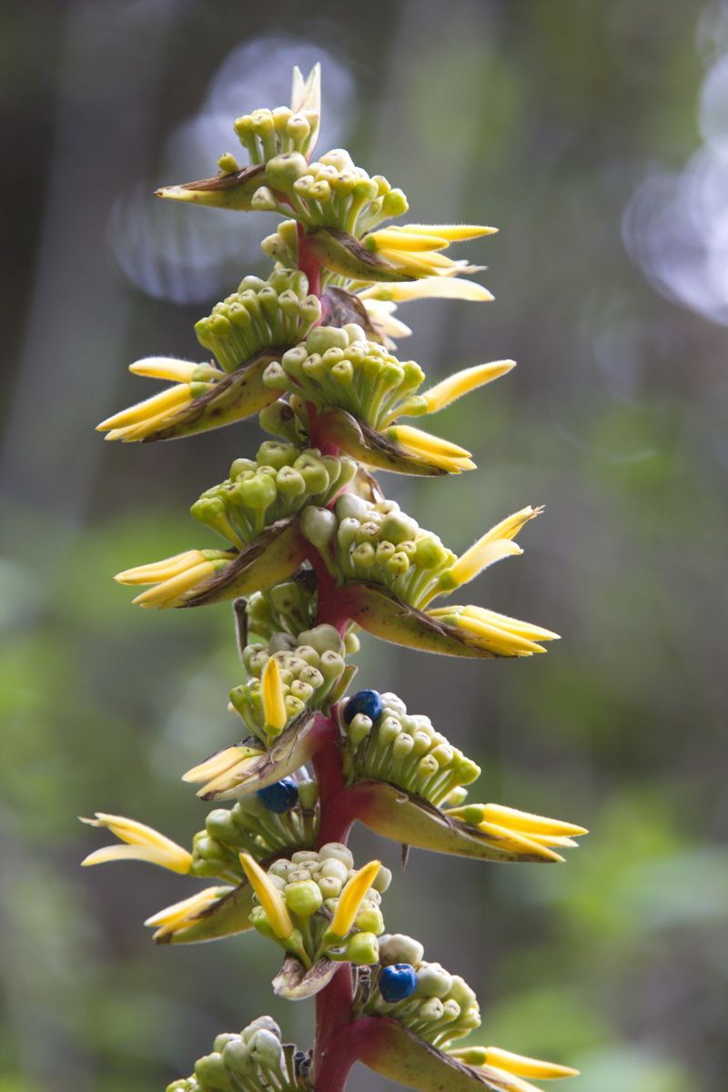 Mexico, Yucatan, Belize, Flora, Urwald
