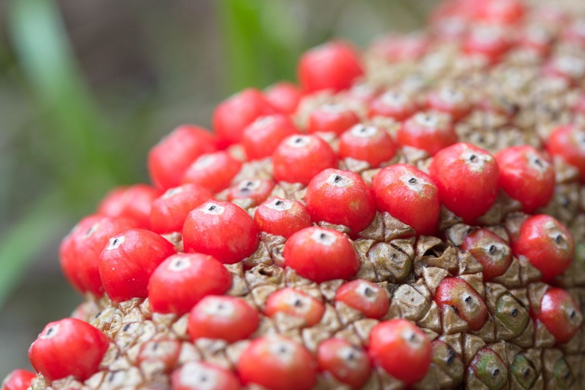 Mexico, Yucatan, Belize, Flora, Urwald