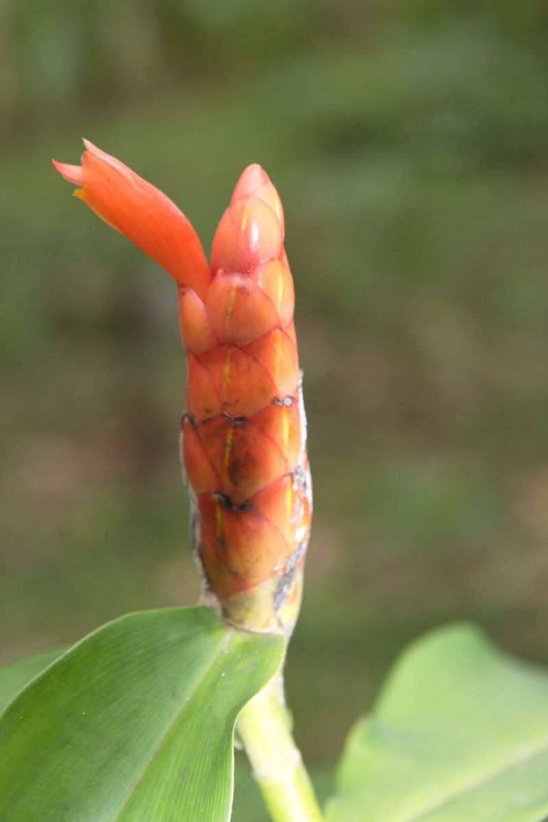 Mexico, Yucatan, Belize, Flora, Urwald