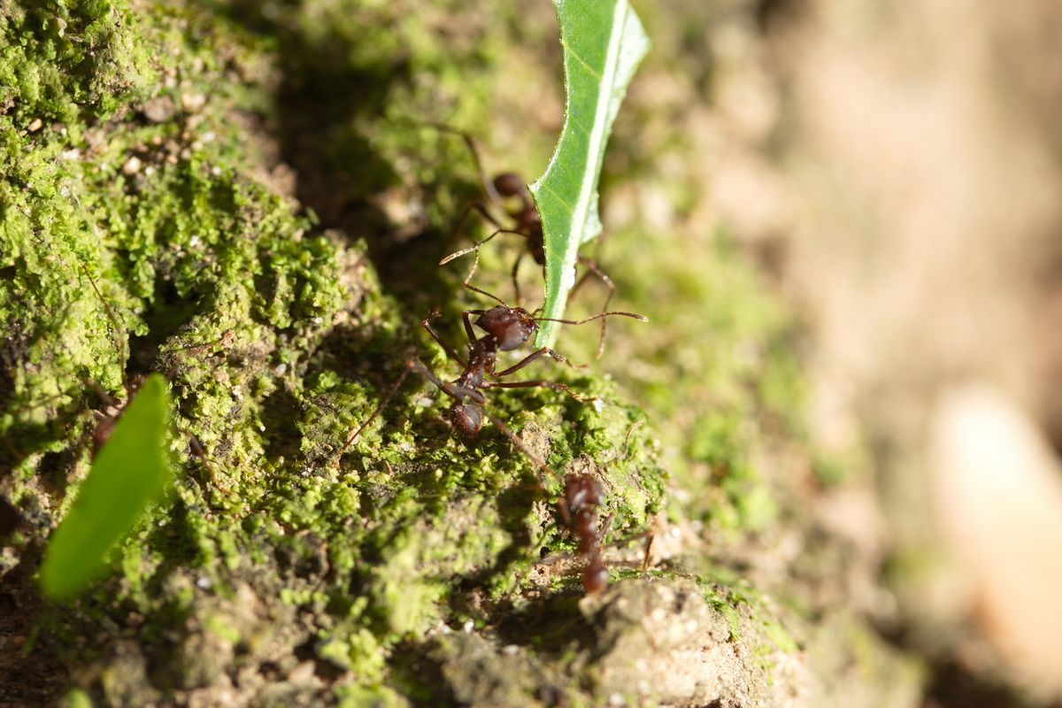 Mexico, Yucatan, Belize, Natur, Tierwelt, Blattschneiderameisen