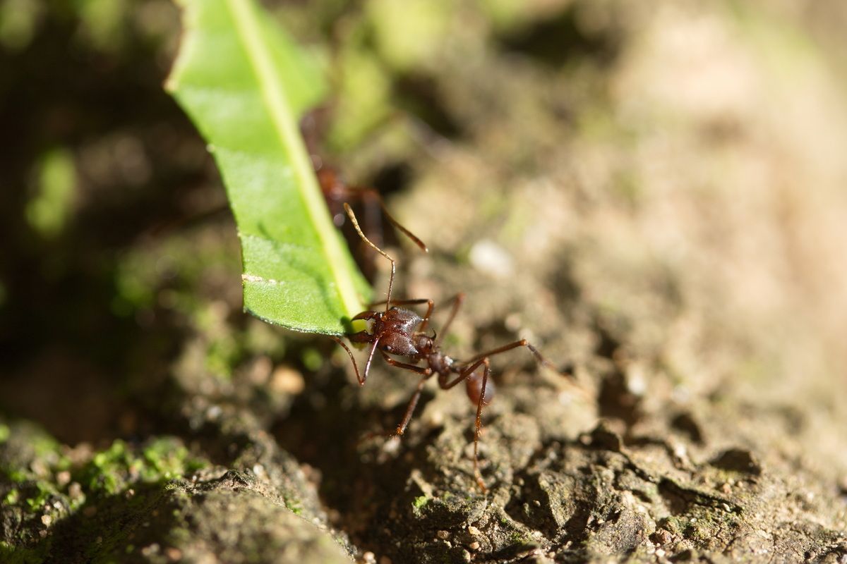 Mexico, Yucatan, Belize, Natur, Tierwelt, Blattschneiderameisen