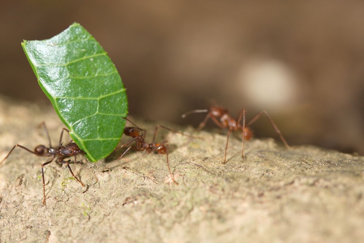 Mexico, Yucatan, Belize, Natur, Tierwelt, Blattschneiderameisen