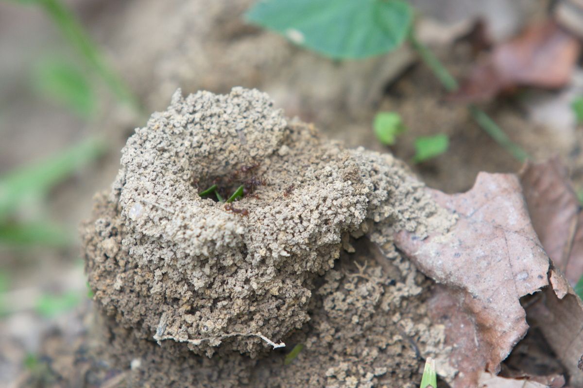 Mexico, Yucatan, Belize, Natur, Tierwelt, Blattschneiderameisen, Nest