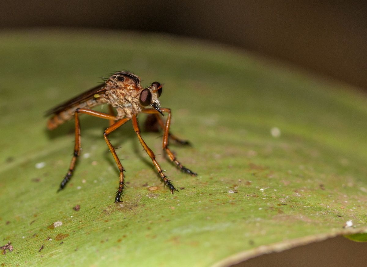 Mexico, Yucatan, Belize, Tierwelt, Insekt
