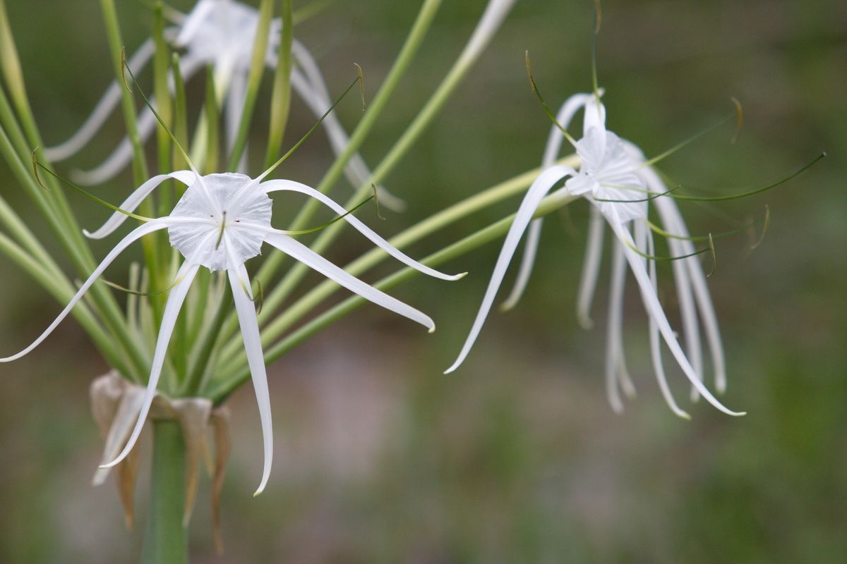 Mexico, Yucatan, Belize, Flora, Urwald