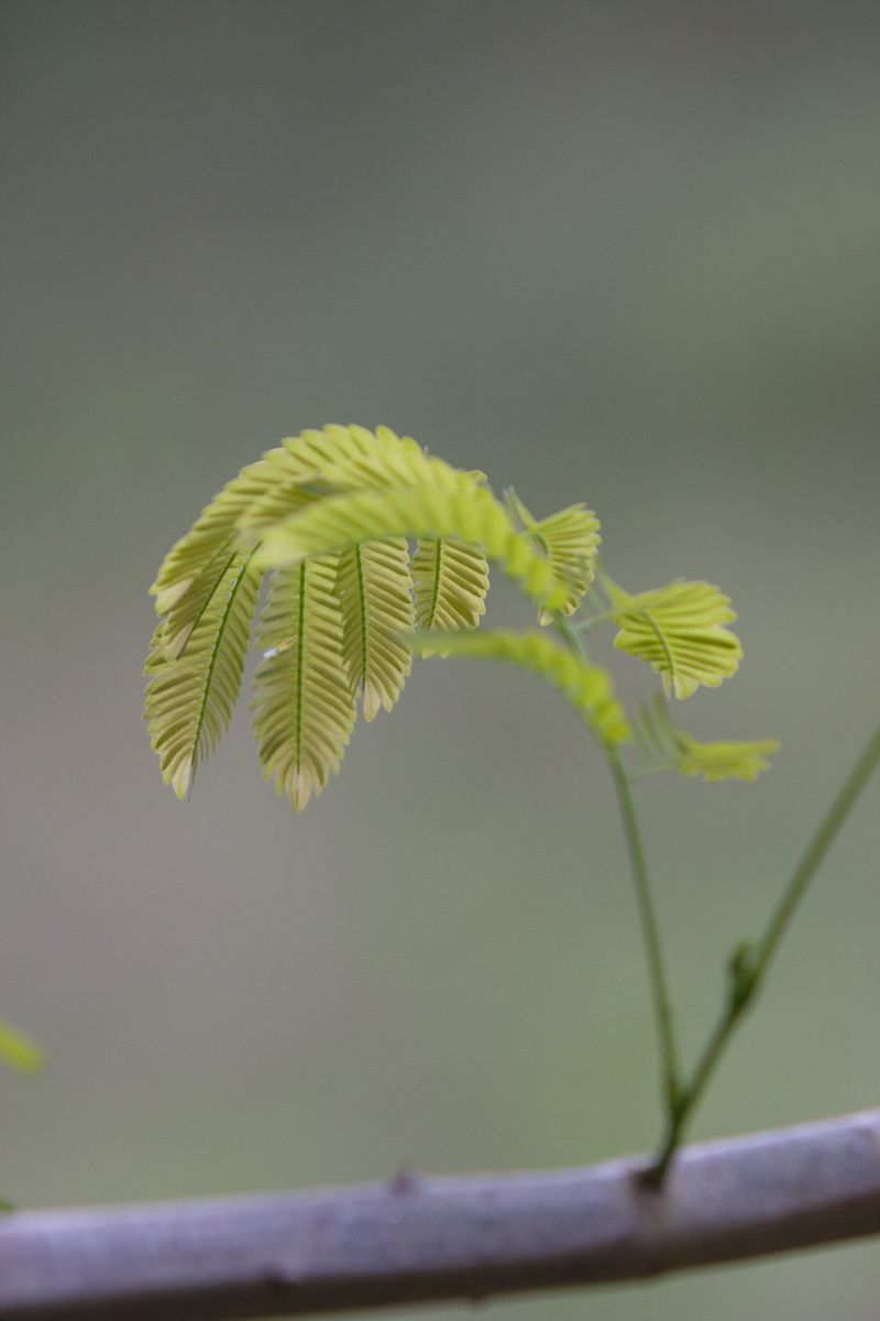 Mexico, Yucatan, Belize, Flora, Urwald, Mimose