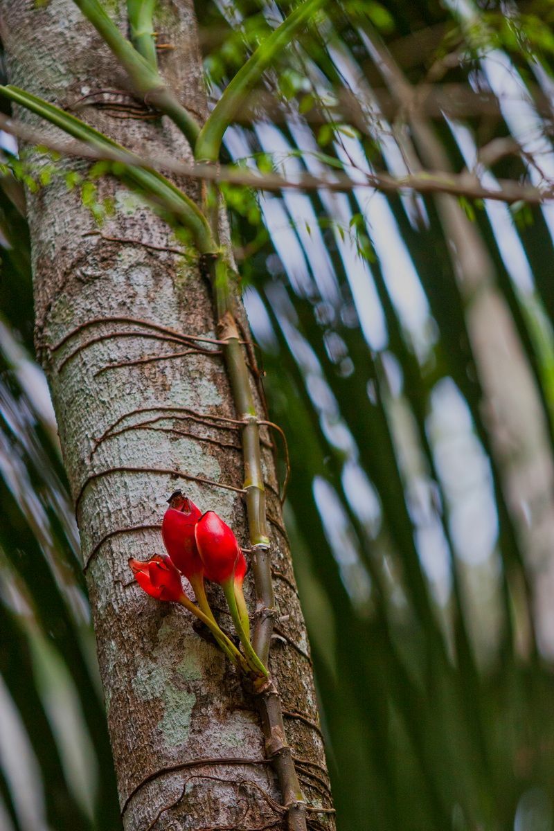 Mexico, Yucatan, Belize, Flora, Urwald