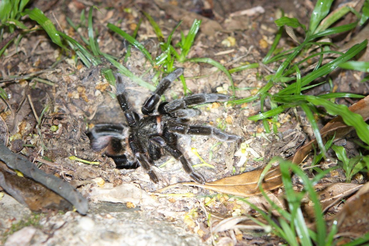 Mexico, Yucatan, Belize, Natur, Tierwelt, Tarantel, Tarantula, Spider