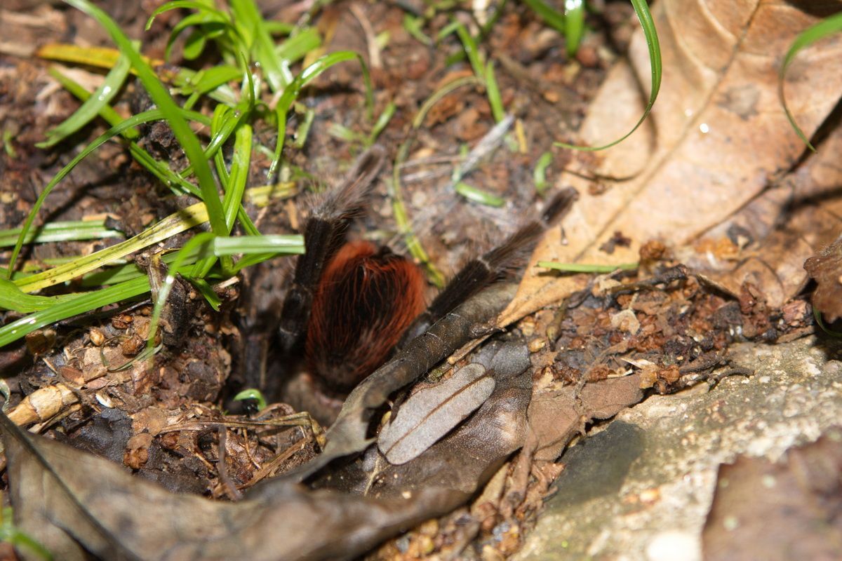 Mexico, Yucatan, Belize, Natur, Tierwelt, Tarantel, Tarantula, Spider