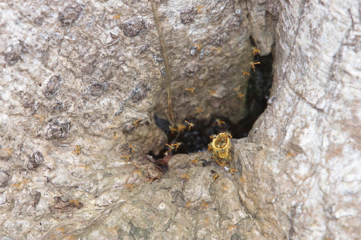 Mexico, Yucatan, Belize, Tierwelt, Wespennest