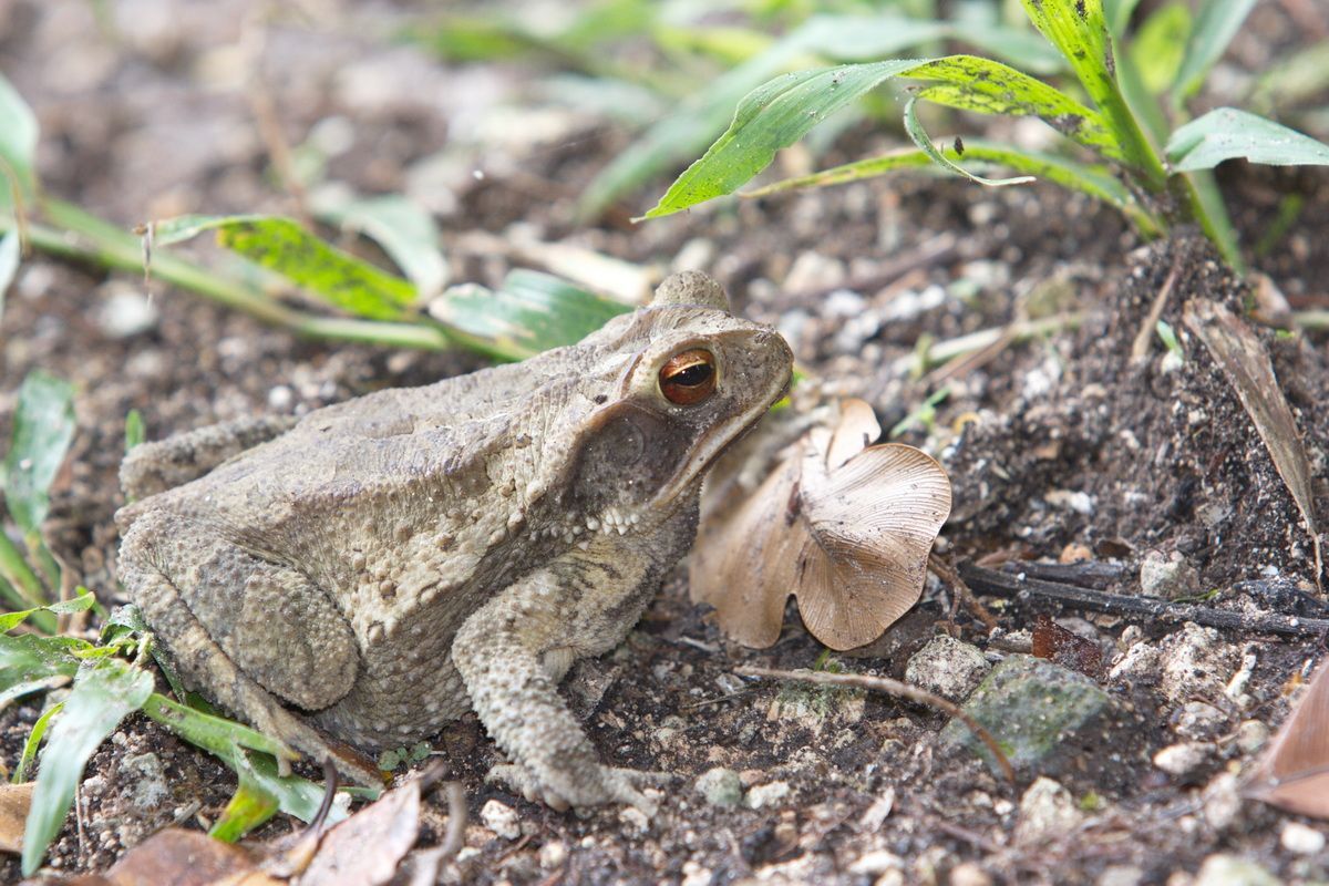 Mexico, Yucatan, Belize, Natur, Tierwelt, Kröte
