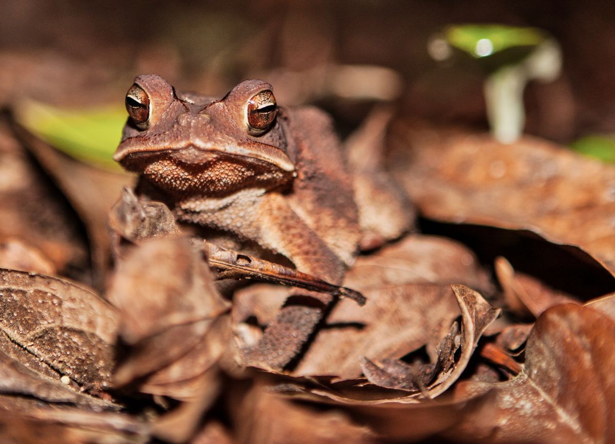 Mexico, Yucatan, Belize, Natur, Tierwelt, Kröte