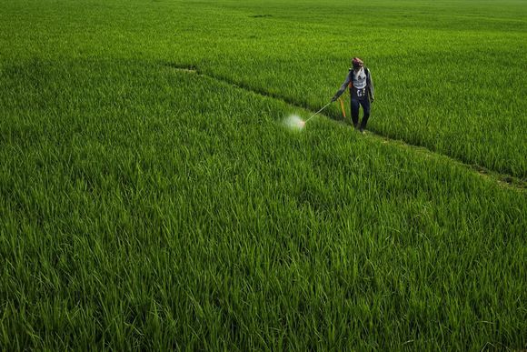Person spraying pesticide in a green field.