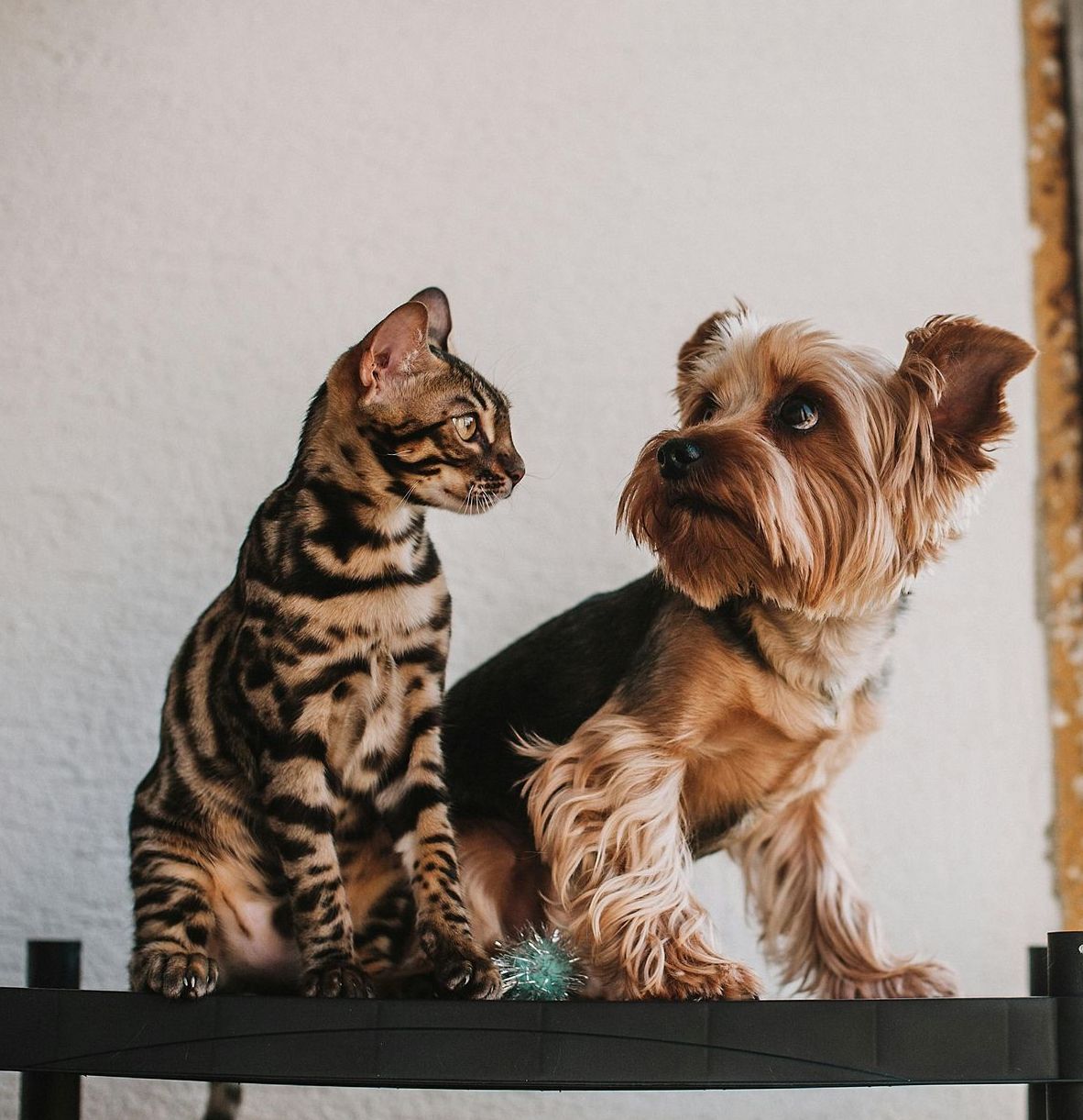 A cat and a dog are sitting on a shelf and looking at each other