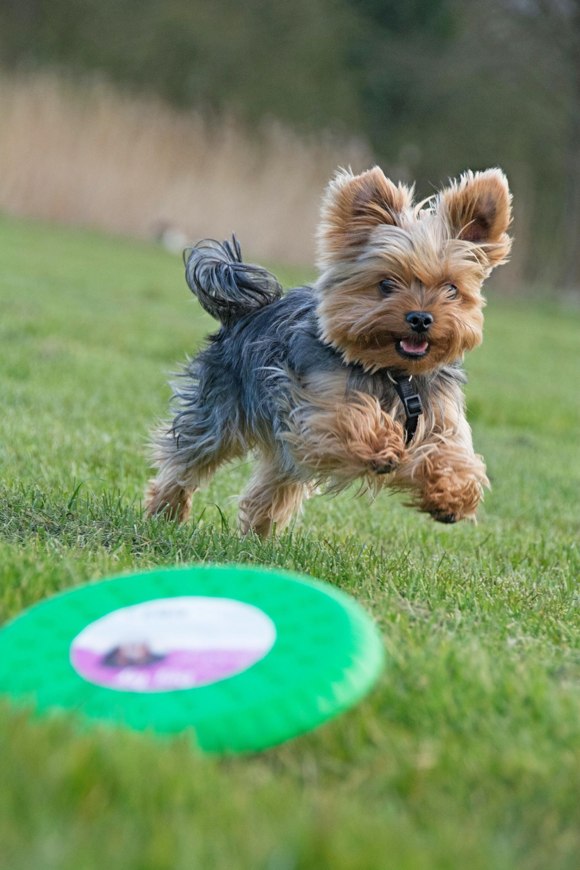 A small dog is running towards a frisbee in the grass.