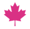 A pink maple leaf with a stem on a white background.