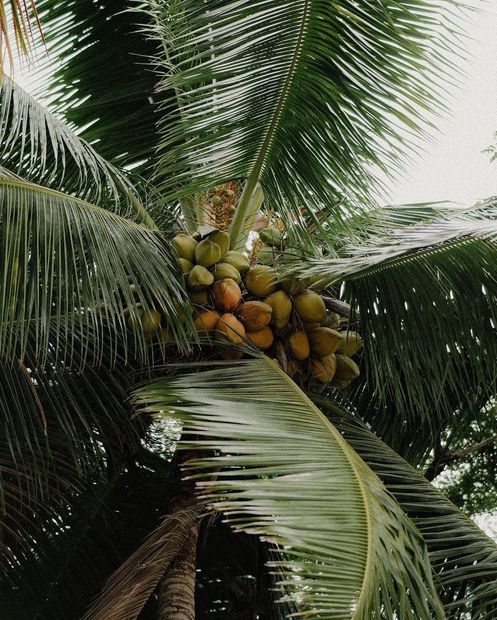 Coconut palm tree with green fronds and a cluster of coconuts.