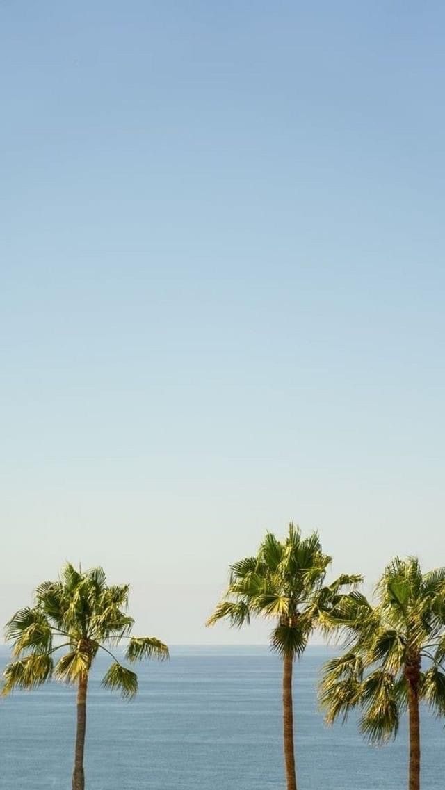 Three palm trees on a beach overlooking the ocean, clear blue sky.