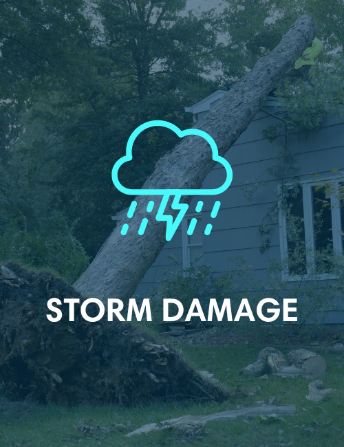 A storm damage icon with a tree fallen on a house