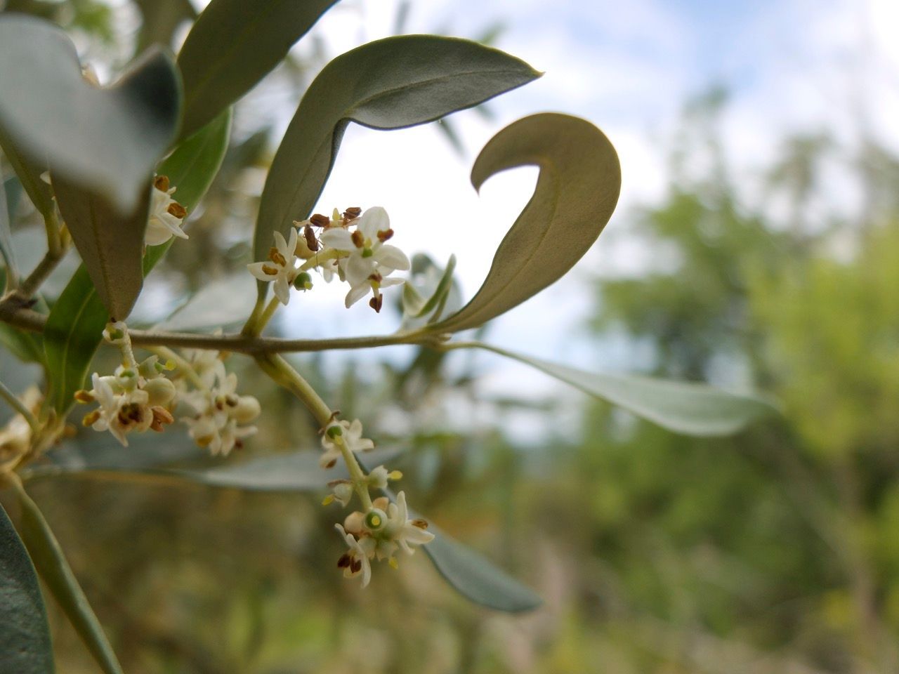 olives noir AOP nyons