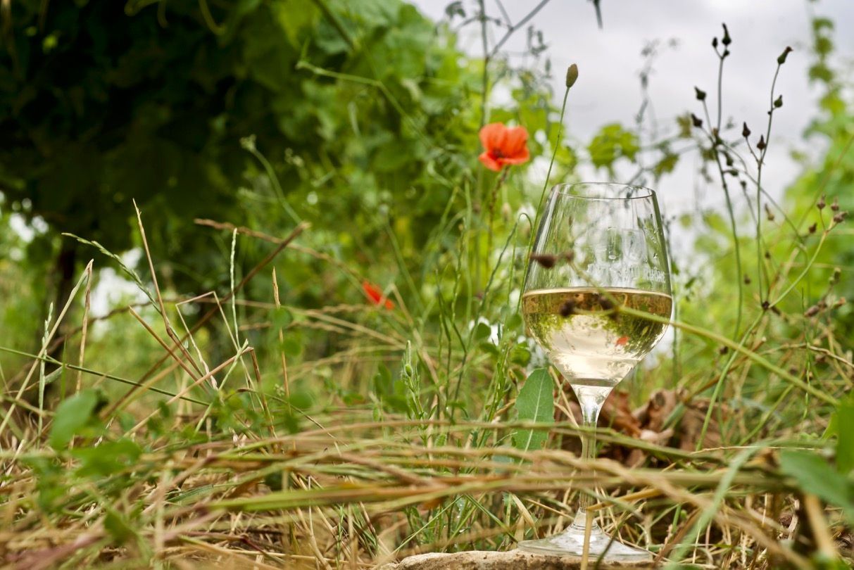 Côtes du Rhône Blanc 2023