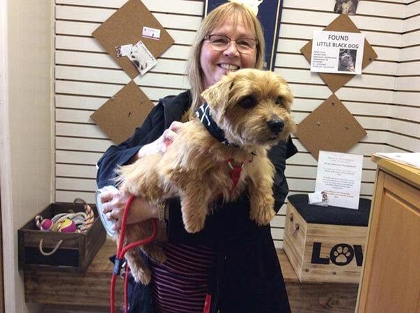 Cute Dog — Pet Services in Miller Place, New York