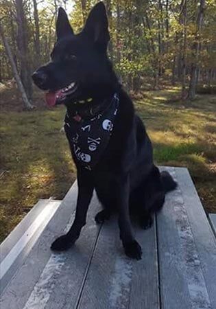 Black Dog — Pet Services in Miller Place, New York