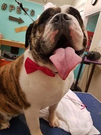 Long Tongue — Pet Services in Miller Place, New York