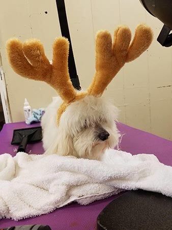 Antler Horn — Pet Services in Miller Place, New York